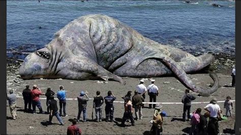biggest animals    massive animals youtube