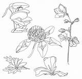 Herbarium sketch template