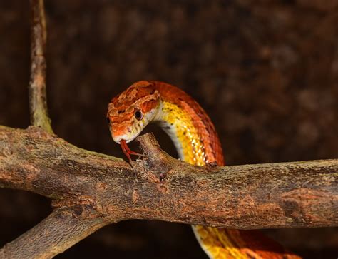 types  snakes   great pets  beginners