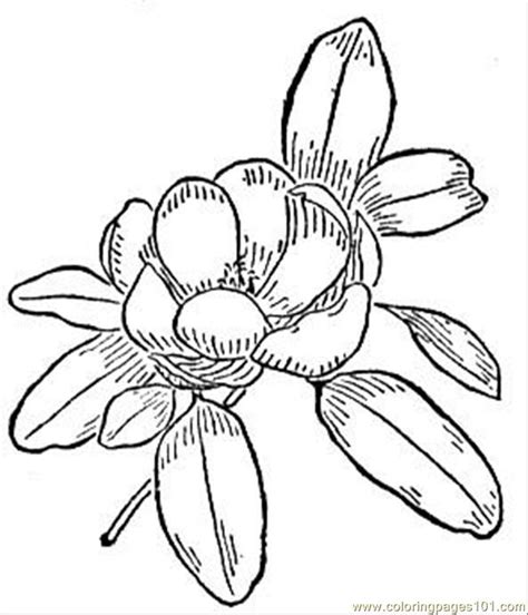 magnolia flower vector  getdrawings
