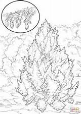 Hemlock Coloring Eastern Drawing Tree Pages Printable Getdrawings sketch template