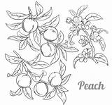 Peach Peaches Melocotones Plato sketch template