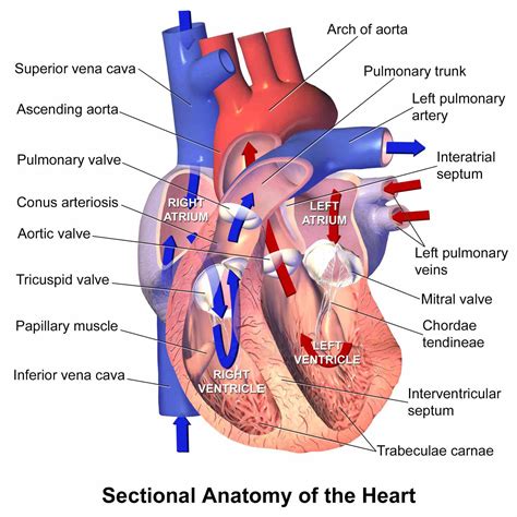 parts   human heart   functions medicinebtgcom