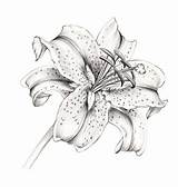 Lily Drawing Stargazer Tattoo Lilly Flower Drawings Sketch Lilies Tattoos Star Pencil Tiger Sketches Flowers Coloring Draw Designs Realistic Sjoden sketch template