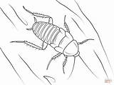 Cockroach Coloring Pages Ladybug Template Silverfish Zebra 1199 98kb sketch template