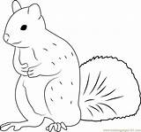 Squirrel Coloring Man Coloringpages101 Pages sketch template