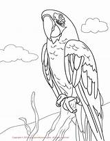 Macaw Parrot Maze Playgrounds Parrots Greenwing Papagaios Animais sketch template