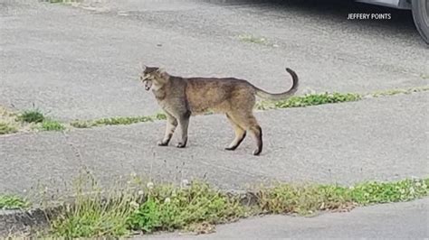 very substantial and fine looking cat mistaken for cougar in battle