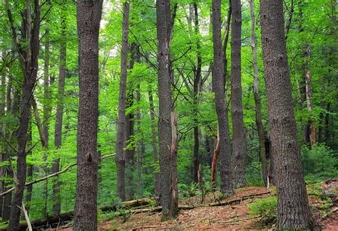 open forest white pinenorthern hardwood forest    flickr