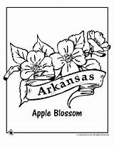 Arkansas Coloring Flower State Pages Bird Jr Woo Activities Kids Blossom Apple Printables Tattoo Sheets Classroomjr Printable sketch template