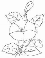 Coloring Bindweed Flowers Pages sketch template