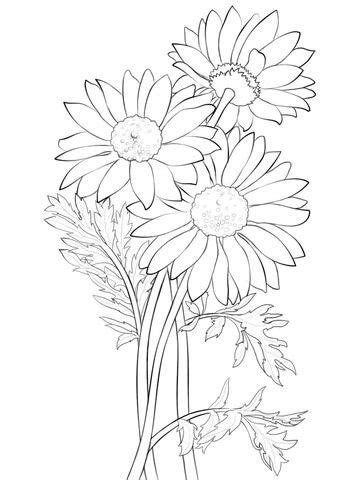daisy coloring page  printable coloring pages flower coloring