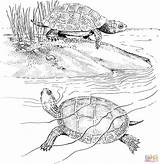 Ausmalbilder Reptiles Terrapin Terrapins Ausmalbild Schildkröten sketch template