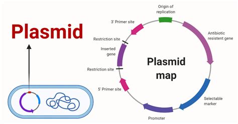 designed plasmid vector