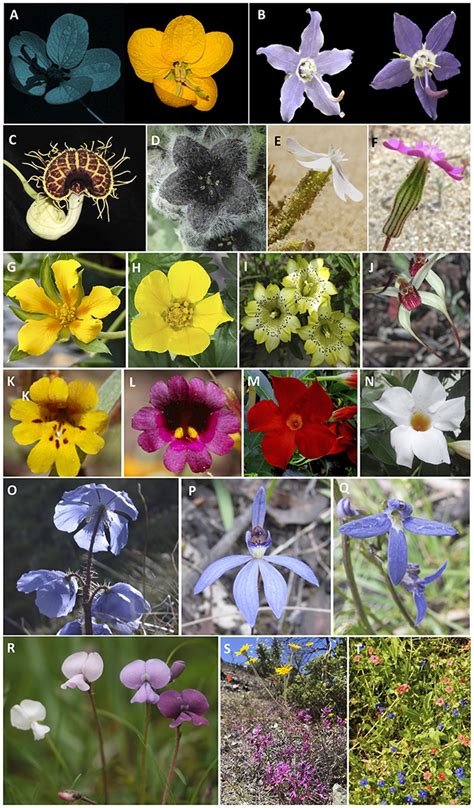 Frontiers Editorial The Role Of Flower Color In Angiosperm Evolution