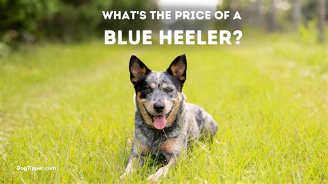 whats  price   blue heeler