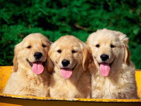 cute dogs wallpapers hd wallpapers id