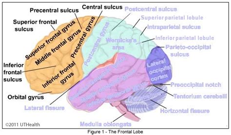 Neuroanatomy Online Lab 1 Overview Of The Nervous System