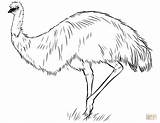 Emu Coloring Australian Printable Pages Template Sketch Templates Categories sketch template