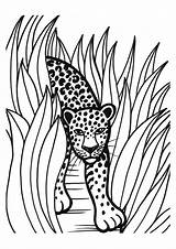 Leopard Coloring Pages sketch template