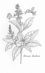Botanical Tulsi sketch template