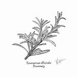 Draw Herbs sketch template