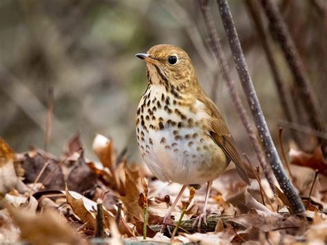 state bird  vermont   birdfact