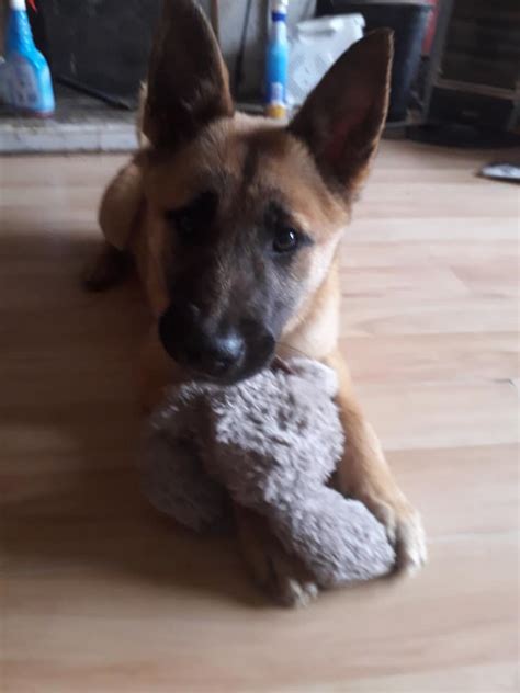 Amber The German Shepherd Akita X Pup Needs A New Home Dawg
