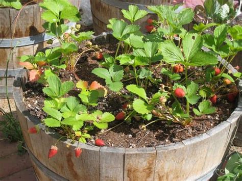 growing strawberries  containers  complete guide gardenoid