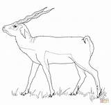 Mammals Chamois Antelopes sketch template