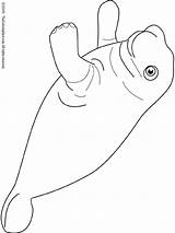 Manatee Coloring Pages Colouring sketch template