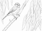 Chickadee Perched Supercoloring Branch sketch template