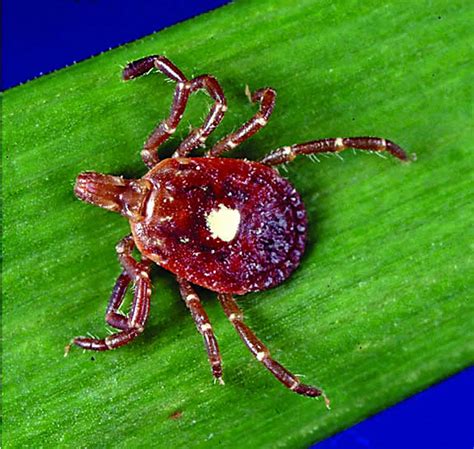 aggressive lone star tick invades cny raising fears   diseases