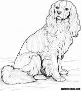 Spaniel Coloring Pages Cavalier King Charles Dog Labradoodle German Colouring Cocker Printable Shorthaired Pointer Ckcs Sheets Getdrawings Color Getcolorings Adult sketch template