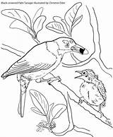 Tanager Caribbean Crowned sketch template