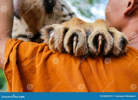 tiger claw stock image image  yellow nail priest