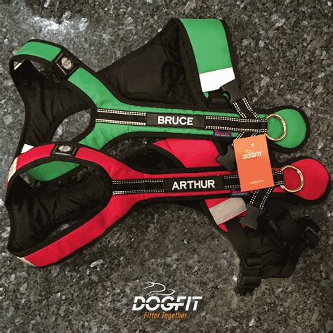 customised harness label dogfit canicross kit advice  training