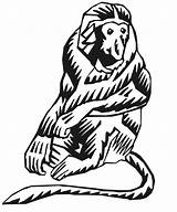Proboscis Monkey Coloring Designlooter Stylized sketch template