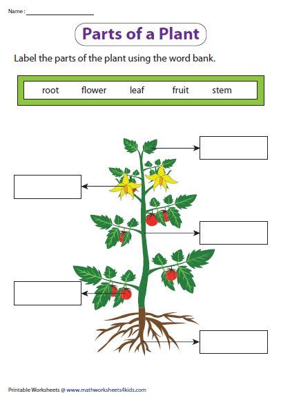 identify  parts   plant worksheet plants worksheets science