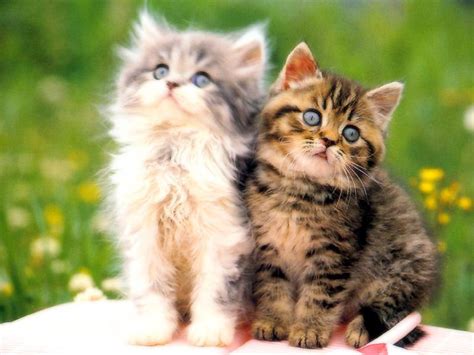 poze cu pisicute imagini frumoase cu pisici love site