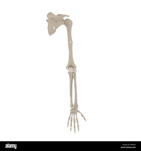 human arm bone anatomy snbveevhkhhtm ahfonumessrt
