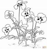 Pansy Flower Pages Colouring sketch template