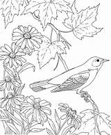 Eyed Oriole sketch template
