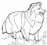 Shetland Sheepdog Berger Kleurplaten Hond Husky Supercoloring Coloriages Collie Honden sketch template