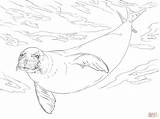 Foca Seal Foka Kolorowanka Monaca Foki Wodzie Monk Foche Zwierzęta Jak sketch template
