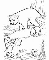 Coloring Tundra Pages Bear Polar Printable Cub Arctic Drawing Toyota Getdrawings Clipart Animals Getcolorings Choose Board Animal sketch template