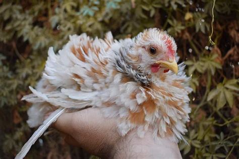 Top 6 Utterly Cute Chicken Breeds With Pictures