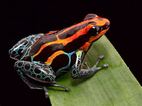 amphibian species threatened  extinction earthcom