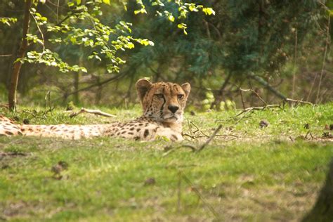 cheetah relaxing  safaripark beekse bergen franklin flickr
