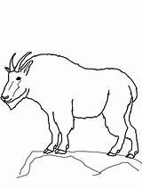 Goat Coloring Pages Mountain Outline Drawing Boer Printable Color Colorluna Getcolorings Getdrawings sketch template